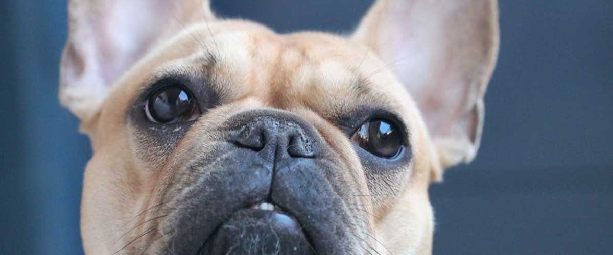 Exploring the French Bulldog Breed: Characteristics, Care, and Companionship