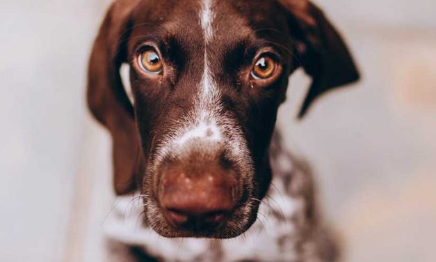 The French Gascony Pointer: A Charming Gun Dog