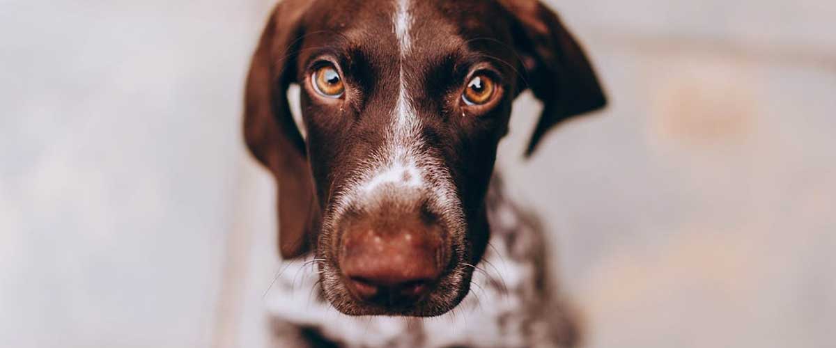 The French Gascony Pointer: A Charming Gun Dog