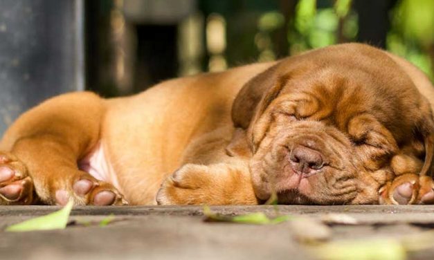The French Mastiff: An Overview of the Dogo de Bordeaux