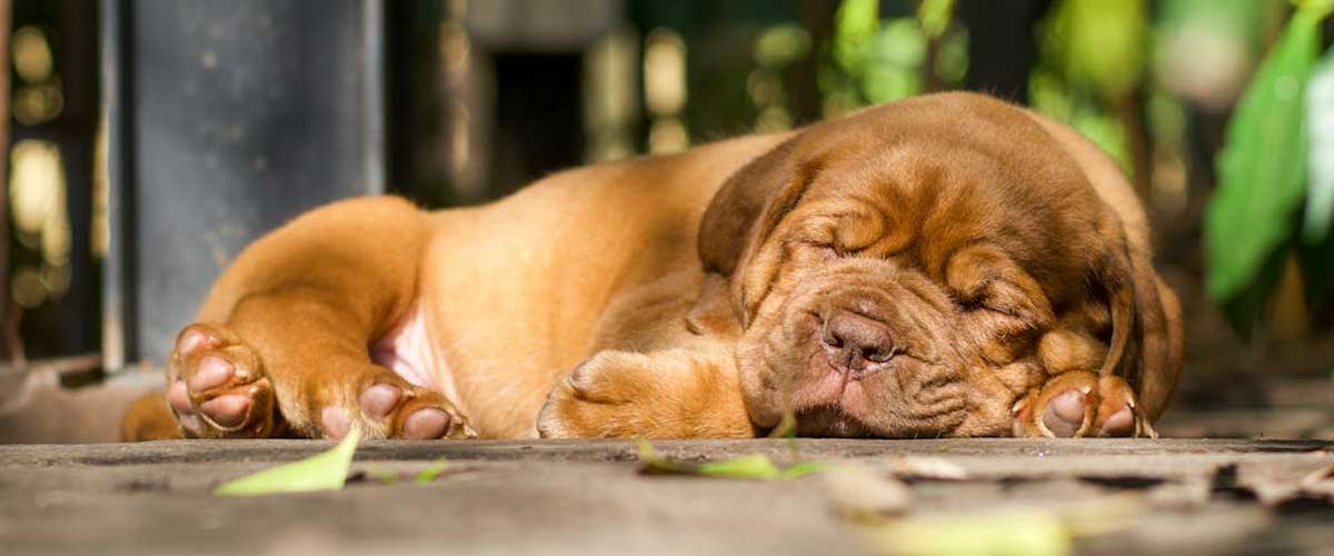 The French Mastiff: An Overview of the Dogo de Bordeaux
