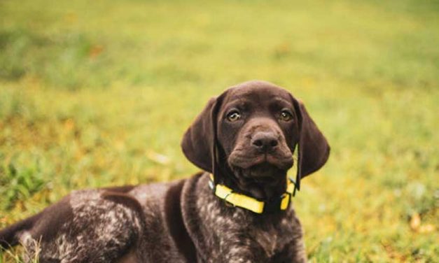 The French Pyrenean Pointer: A Tribute to Versatility and Elegance