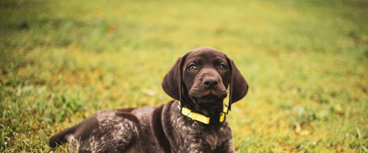 The French Pyrenean Pointer: A Tribute to Versatility and Elegance