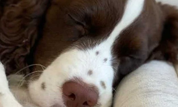 The French Spaniel: A Charming Companion and Versatile Hunter