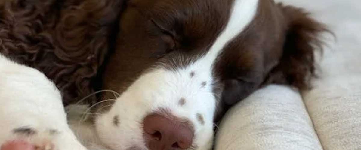 The French Spaniel: A Charming Companion and Versatile Hunter