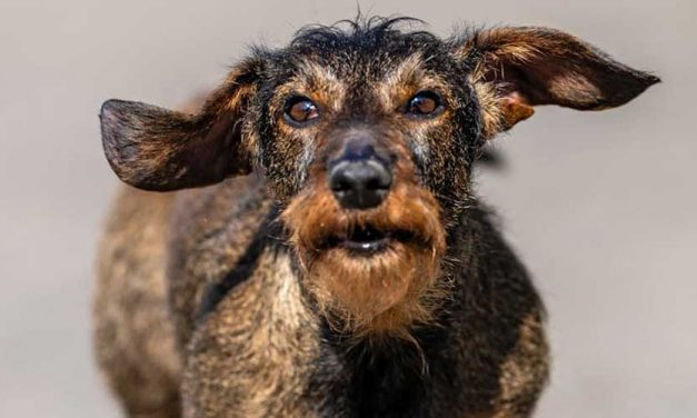 The German Hunting Terrier: A Versatile Companion