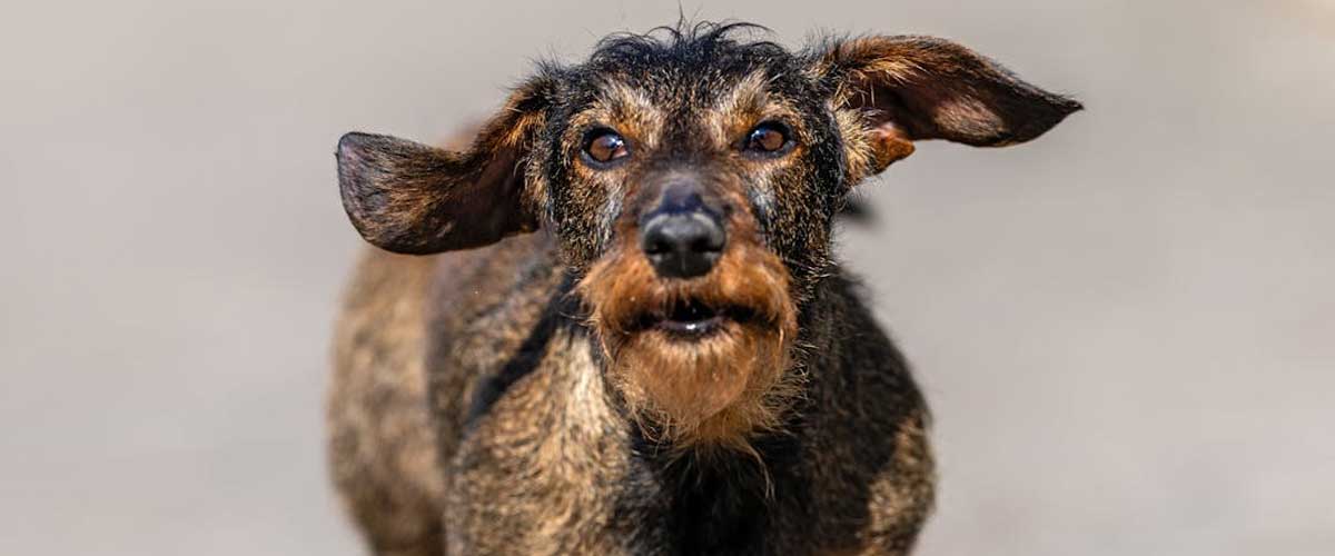 The German Hunting Terrier: A Versatile Companion