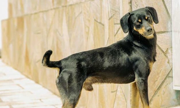 The German Pinscher: A Loyal and Versatile Companion