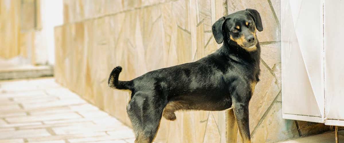 The German Pinscher: A Loyal and Versatile Companion