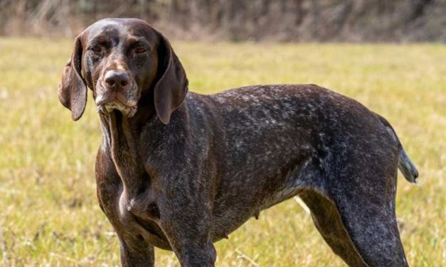 The German Pointer: A Comprehensive Look at This Versatile Breed