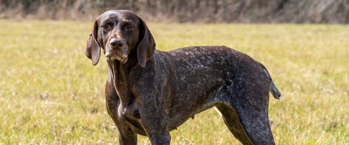 The German Pointer: A Comprehensive Look at This Versatile Breed