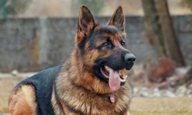 The German Shepherd Dog: A Versatile and Noble Breed