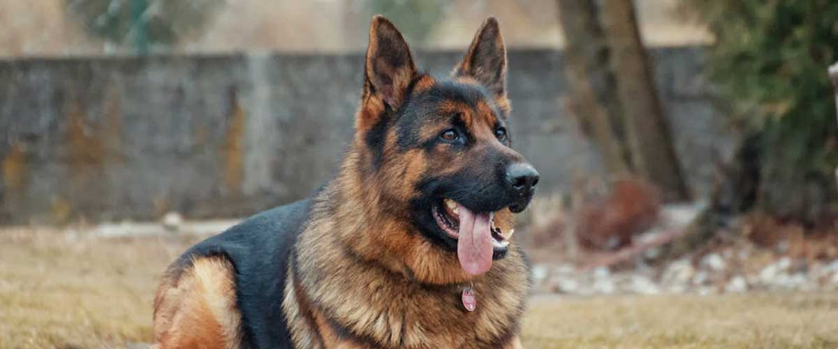 The German Shepherd Dog: A Versatile and Noble Breed