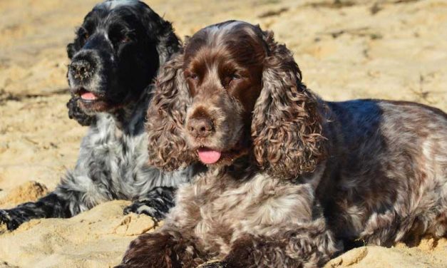 The German Spaniel: A Versatile Companion