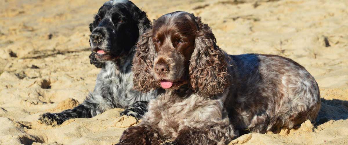 The German Spaniel: A Versatile Companion