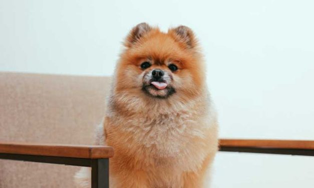 The German Spitz: A Fluffy Companion with a Spirited Personality