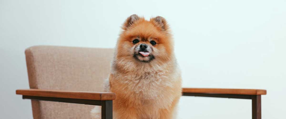 The German Spitz: A Fluffy Companion with a Spirited Personality