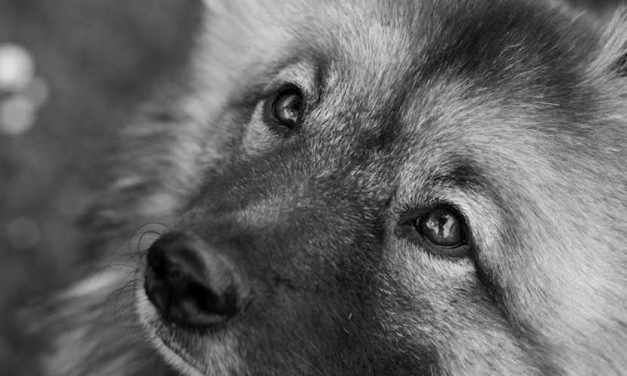 The German Wolfspitz: A Loyal and Versatile Companion