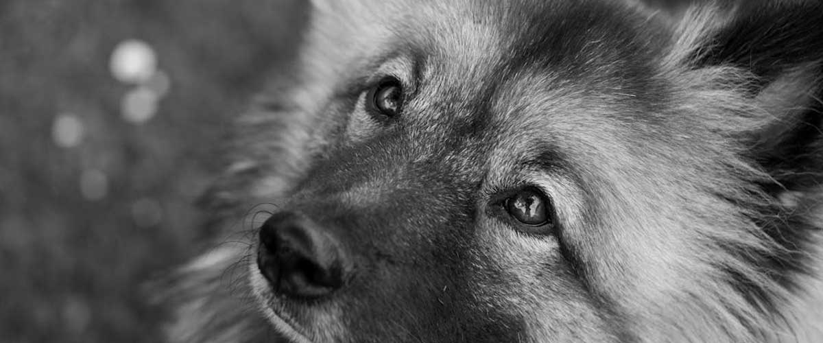 The German Wolfspitz: A Loyal and Versatile Companion