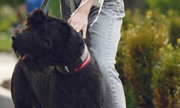 The Giant Schnauzer: A Regal Companion with a Commanding Presence