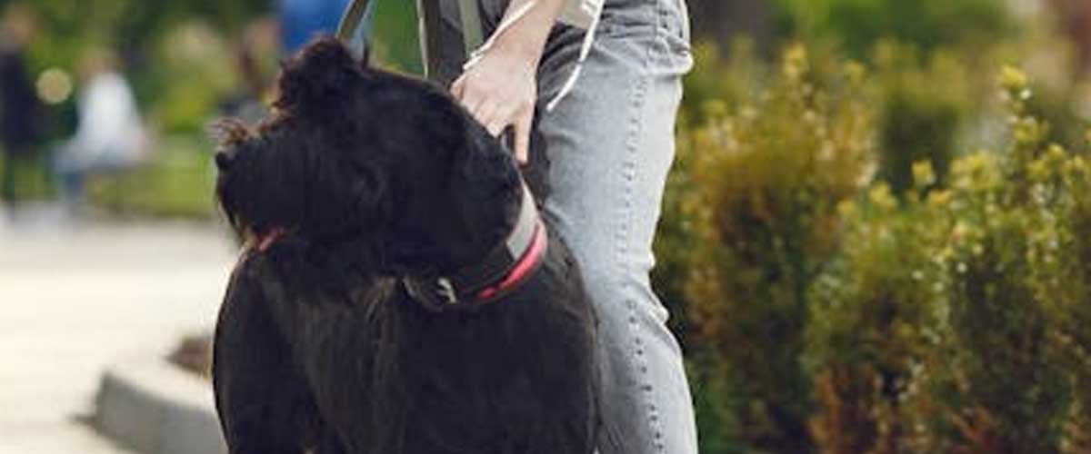 The Giant Schnauzer: A Regal Companion with a Commanding Presence