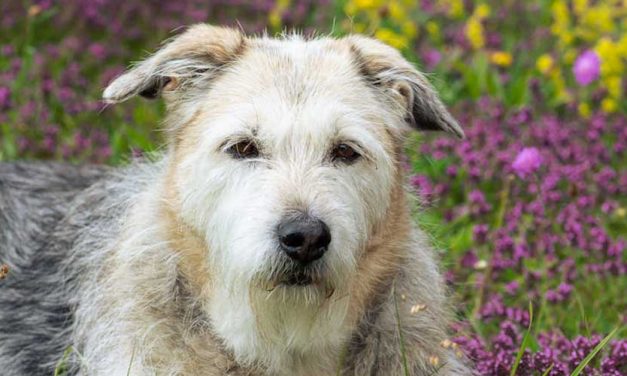 The Glen of Imaal Terrier: A Loyal Companion with a Unique Heritage