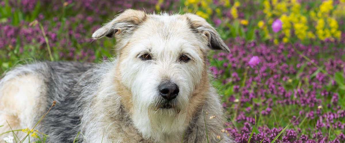 The Glen of Imaal Terrier: A Loyal Companion with a Unique Heritage