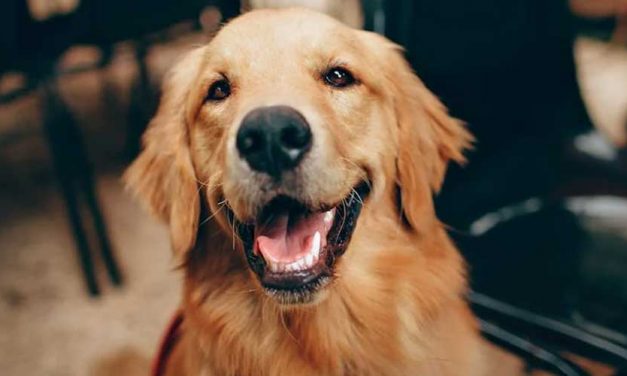 The Golden Retriever: A Loyal Companion and Family Favorite