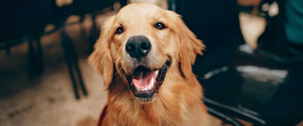 The Golden Retriever: A Loyal Companion and Family Favorite