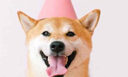 The Most Goofy Dog Breeds That Will Make You Smile