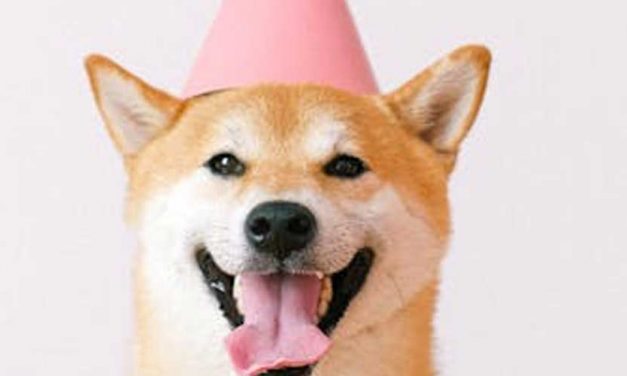 The Most Goofy Dog Breeds That Will Make You Smile