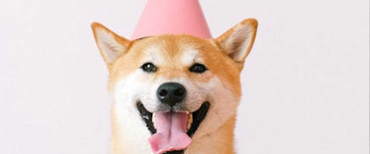 The Most Goofy Dog Breeds That Will Make You Smile