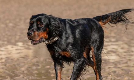 The Gordon Setter: A Loyal Companion and Excellent Hunter