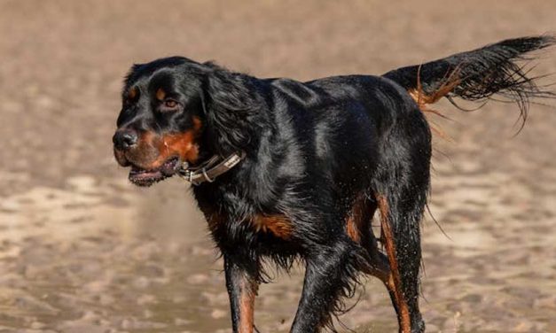 The Gordon Setter: A Loyal Companion and Excellent Hunter
