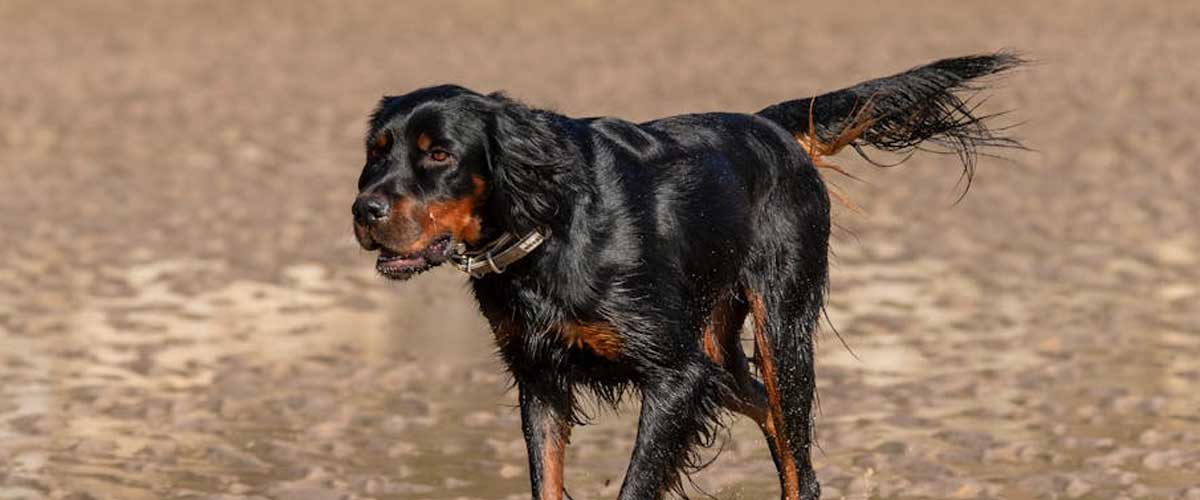 The Gordon Setter: A Loyal Companion and Excellent Hunter