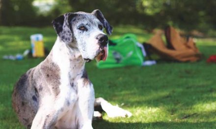 The Great Dane: A Gentle Giant in the Canine World