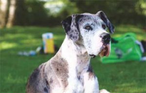 great dane