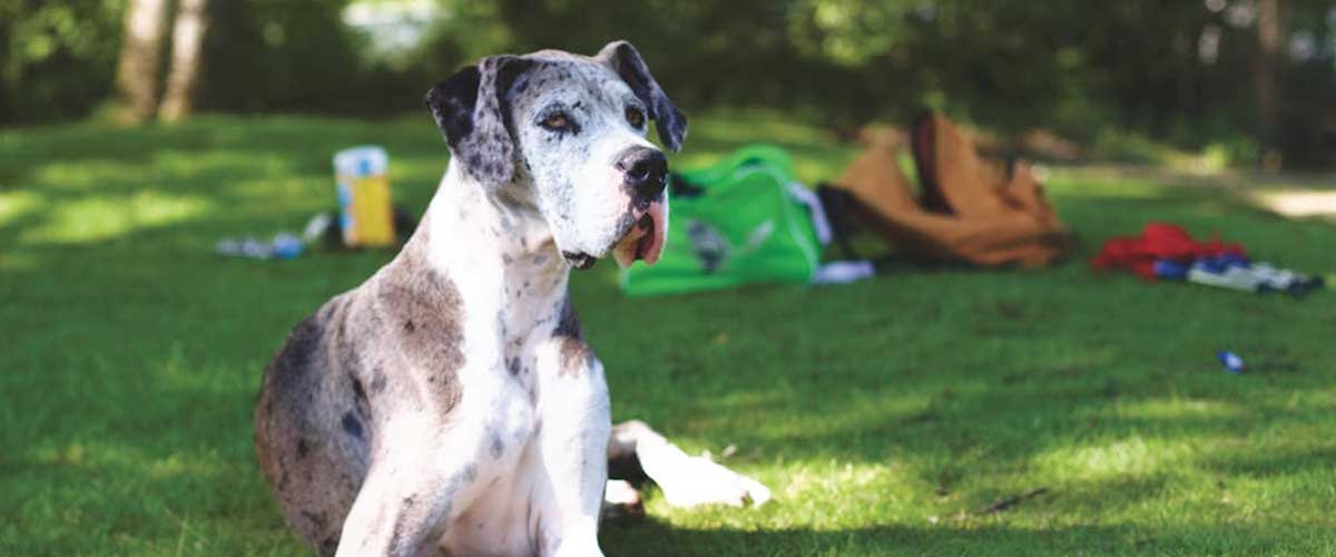 The Great Dane: A Gentle Giant in the Canine World