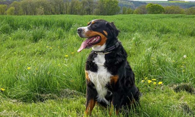 The Great Swiss Mountain Dog: A Gentle Giant of the Alps