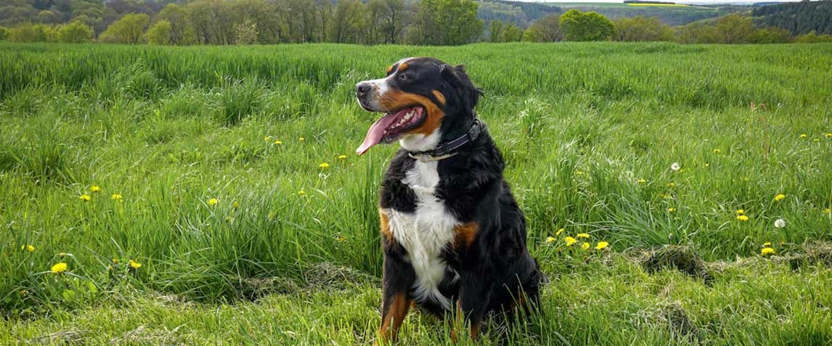 The Great Swiss Mountain Dog: A Gentle Giant of the Alps