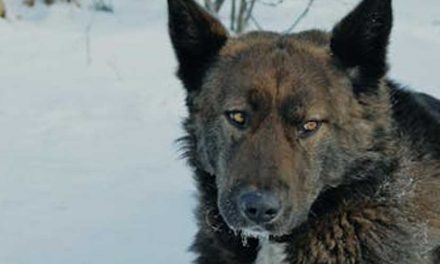 The Greenland Dog: An Ancient Arctic Companion
