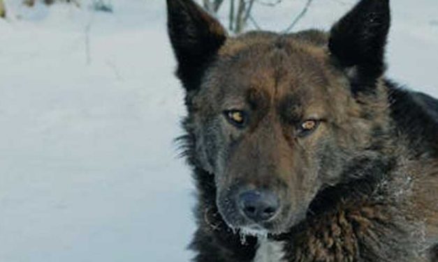 The Greenland Dog: An Ancient Arctic Companion