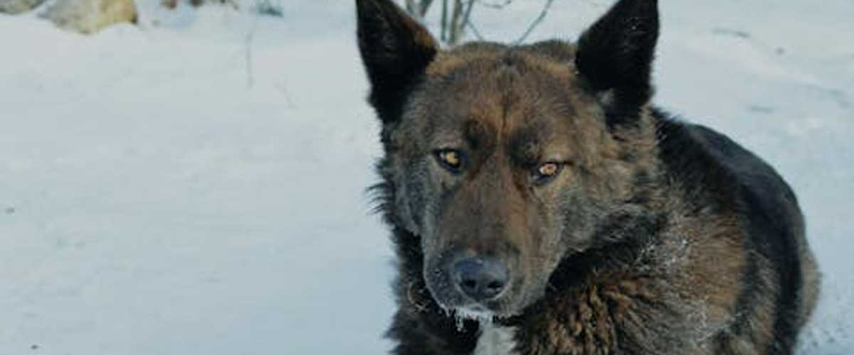 The Greenland Dog: An Ancient Arctic Companion