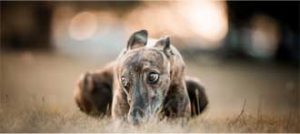 greyhound