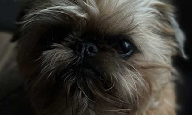 The Griffon Bruxellois: A Little Companion with a Big Personality