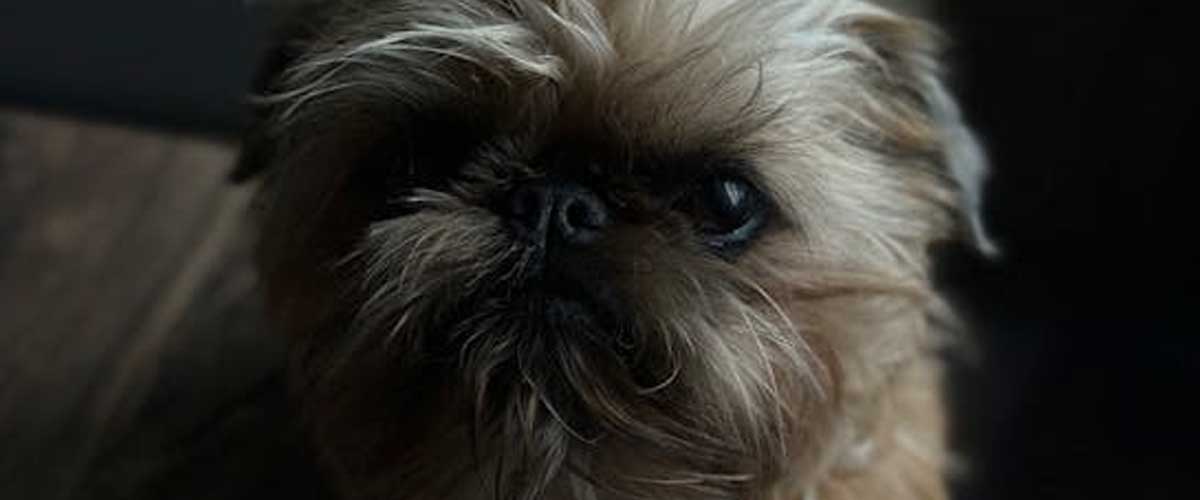 The Griffon Bruxellois: A Little Companion with a Big Personality