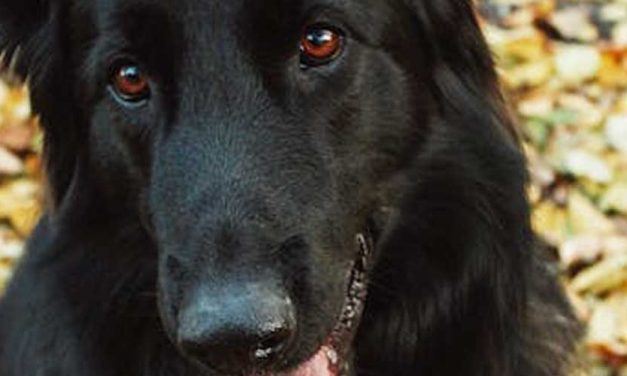 The Groenendael Dog Breed: A Loyal Companion and Remarkable Worker