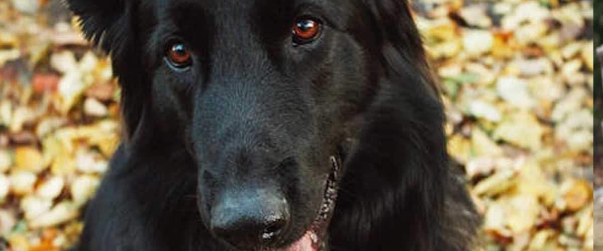 The Groenendael Dog Breed: A Loyal Companion and Remarkable Worker