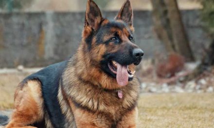 Which is the Best Guard Dog for Families?