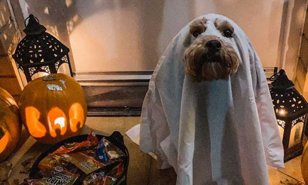 Cool Ideas for Involving Your Dog in Halloween Family Fun